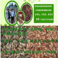 淄博龙虾种苗多少钱一斤   稻田养殖小龙虾